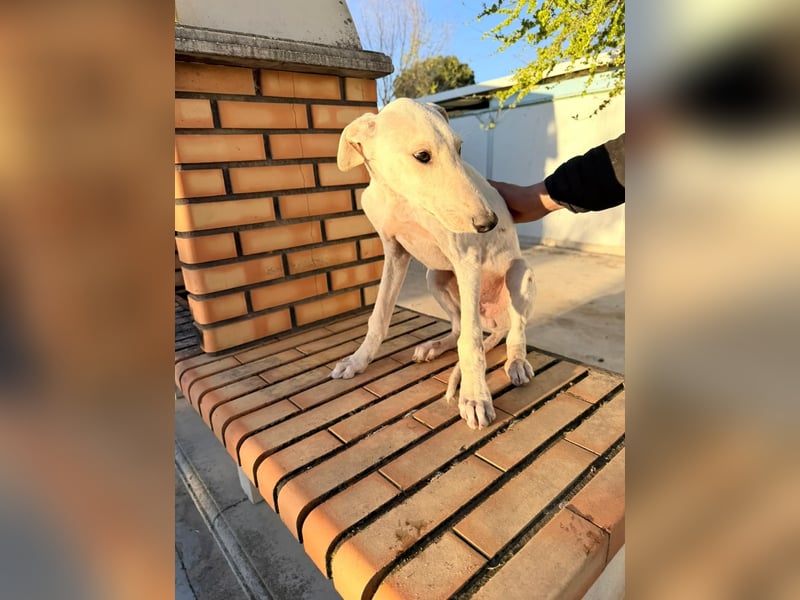 Horus - sanfter junger Galgo sucht Geborgenheit und Hundegesellschaft