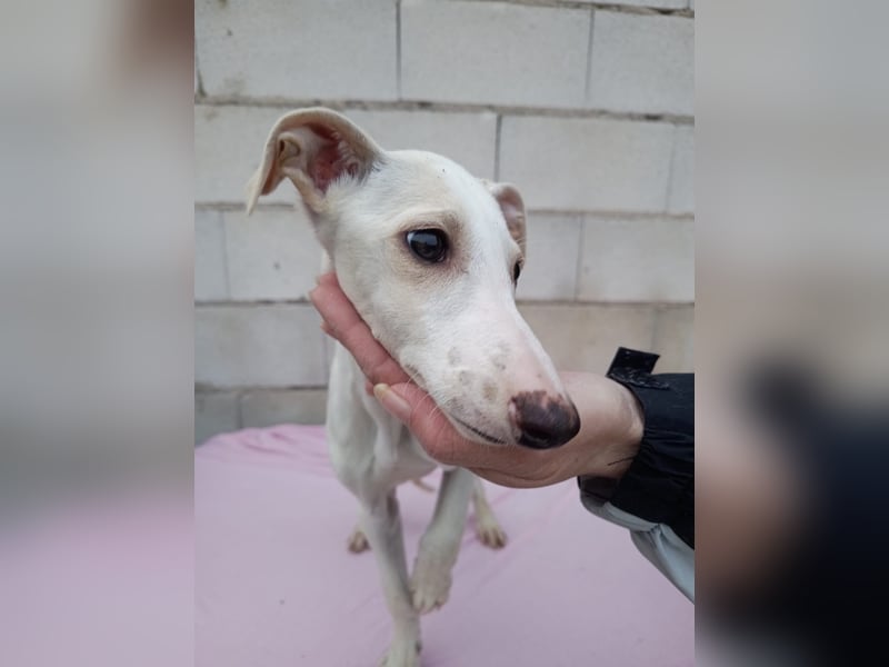 Belén , sucht ihr großes Glück