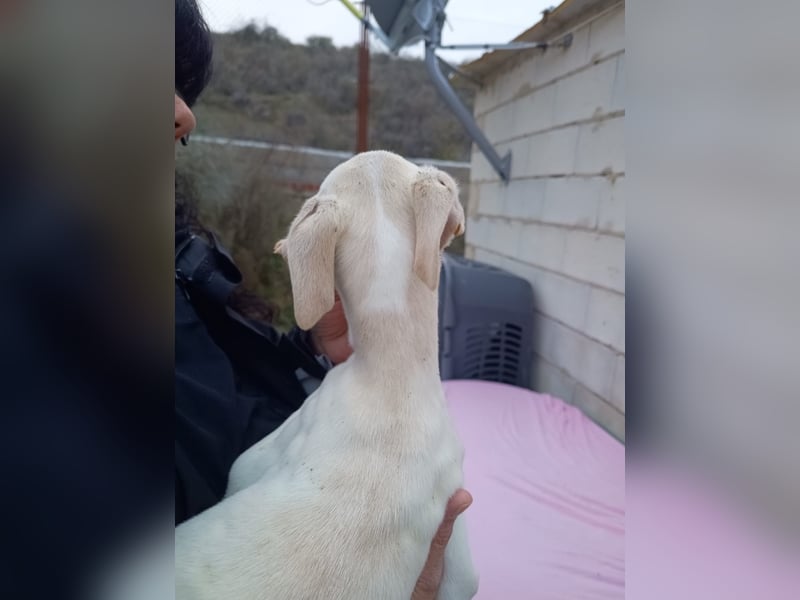 Belén , sucht ihr großes Glück