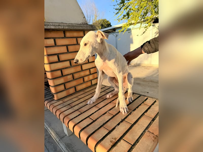 Horus - sanfter junger Galgo sucht Geborgenheit und Hundegesellschaft