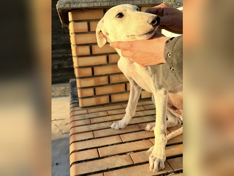 Horus - sanfter junger Galgo sucht Geborgenheit und Hundegesellschaft