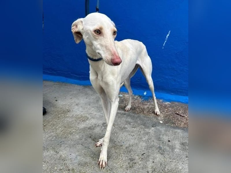 FRAMBUESA ist eine reizende junge Galga