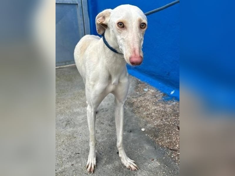 FRAMBUESA ist eine reizende junge Galga