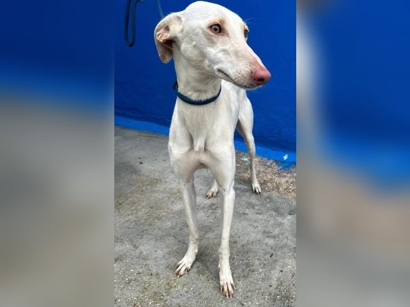 FRAMBUESA ist eine reizende junge Galga