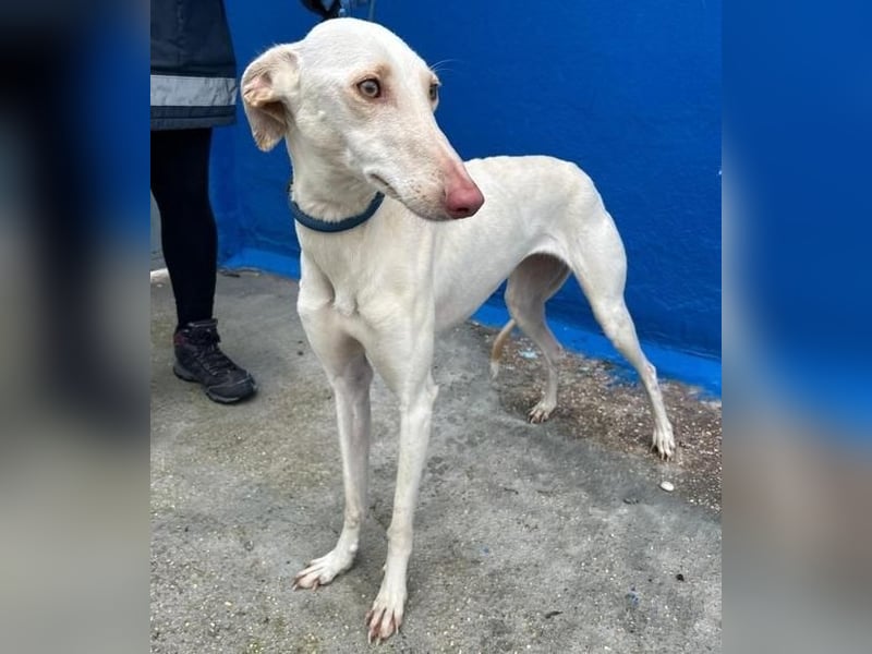 FRAMBUESA ist eine reizende junge Galga