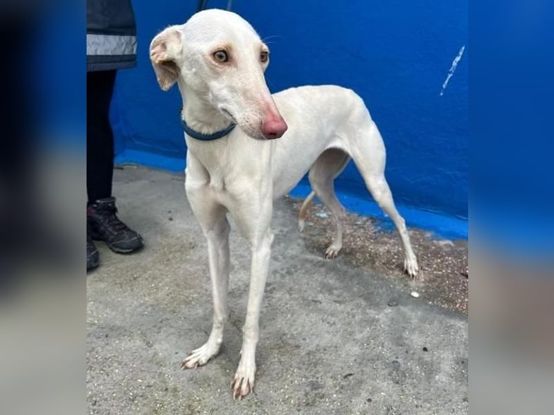 FRAMBUESA ist eine reizende junge Galga