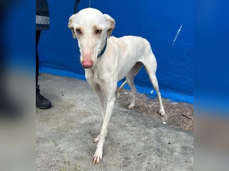 FRAMBUESA ist eine reizende junge Galga