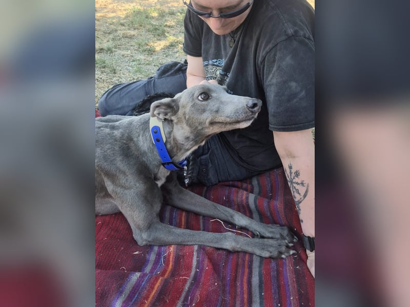 Carina - zarte blaue Galga sucht ihr windhundgerechtes Zuhause