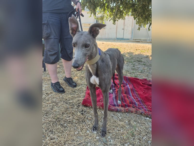 Carina - zarte blaue Galga sucht ihr windhundgerechtes Zuhause