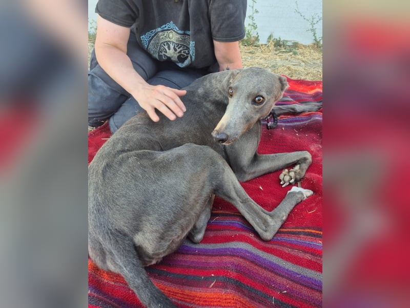 Carina - zarte blaue Galga sucht ihr windhundgerechtes Zuhause