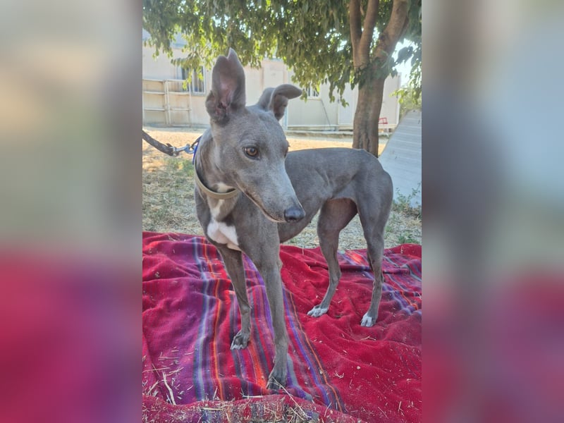 Carina - zarte blaue Galga sucht ihr windhundgerechtes Zuhause