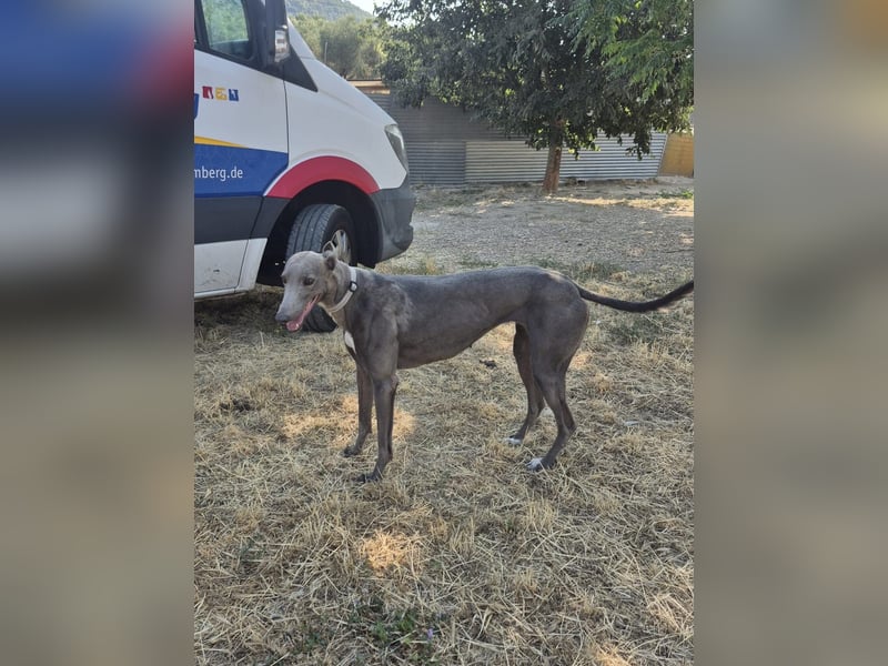 Carina - zarte blaue Galga sucht ihr windhundgerechtes Zuhause