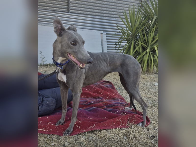 Carina - zarte blaue Galga sucht ihr windhundgerechtes Zuhause