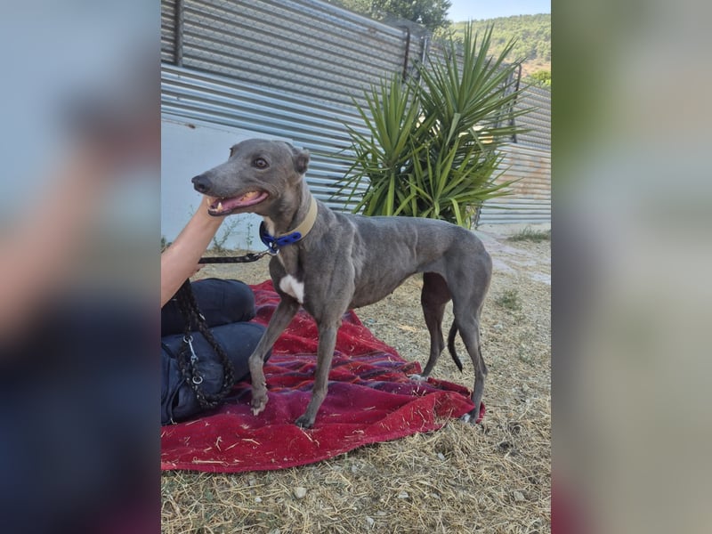 Carina - zarte blaue Galga sucht ihr windhundgerechtes Zuhause