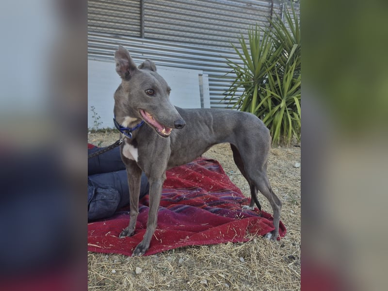Carina - zarte blaue Galga sucht ihr windhundgerechtes Zuhause