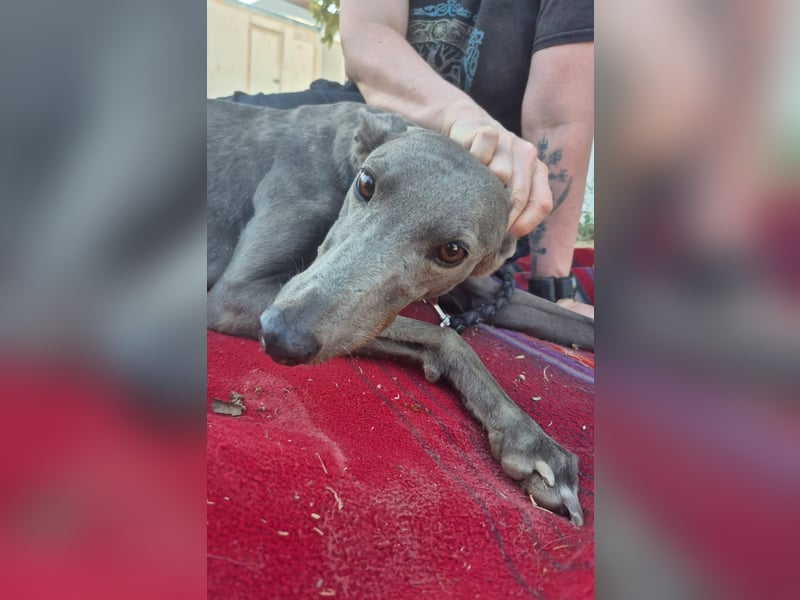 Carina - zarte blaue Galga sucht ihr windhundgerechtes Zuhause