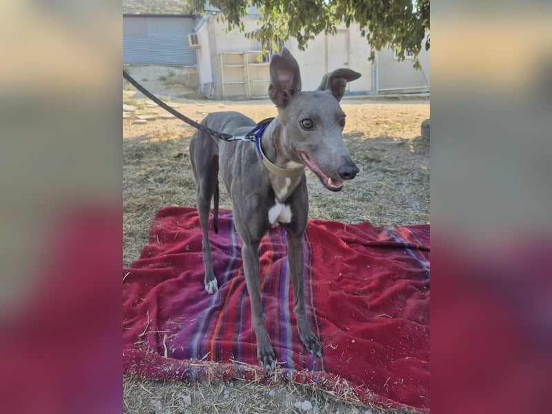 Carina - zarte blaue Galga sucht ihr windhundgerechtes Zuhause