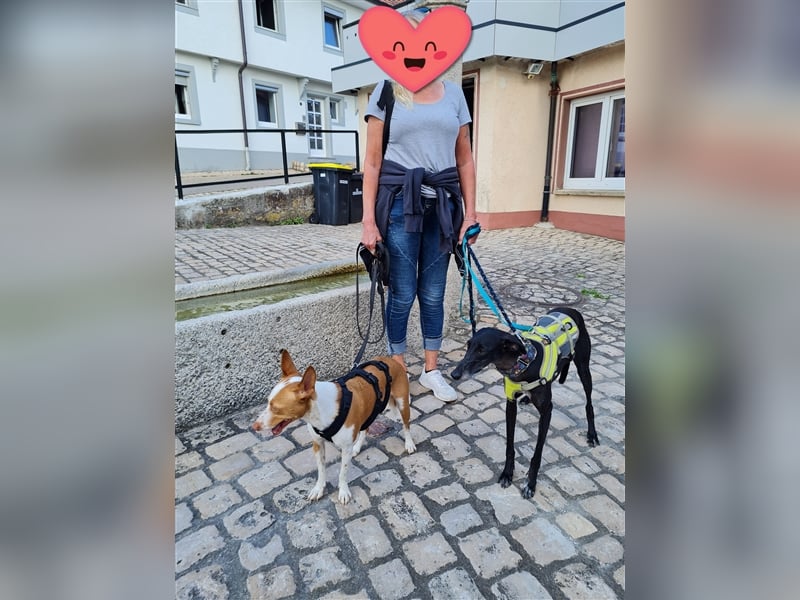 ❤️GRETEL❤️ Bereits auf Pflegestelle in Deutschland