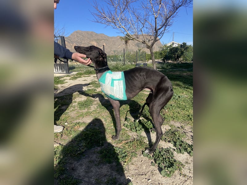 ❤️ ISLERO ❤️