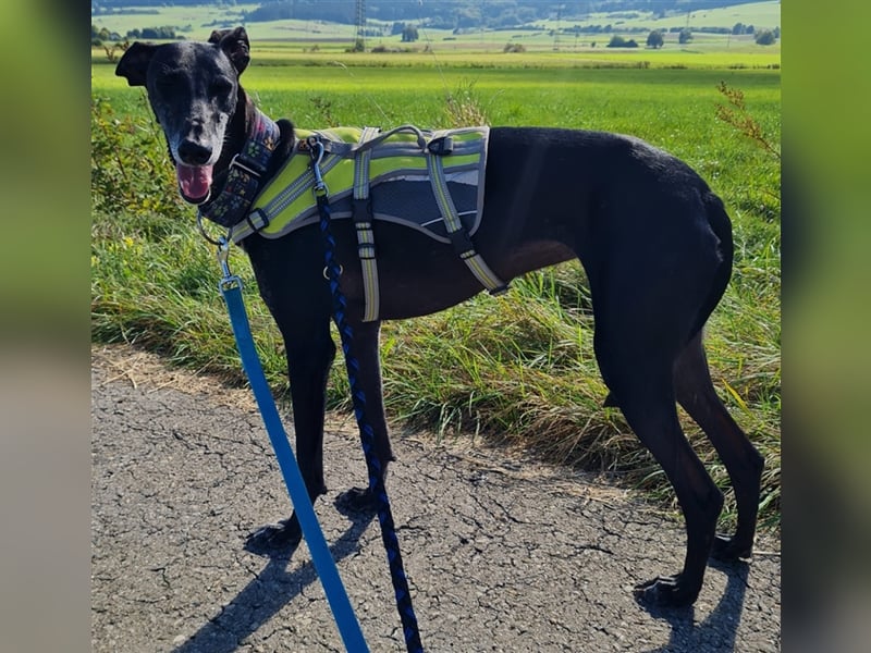 ❤️GRETEL❤️ Bereits auf Pflegestelle in Deutschland