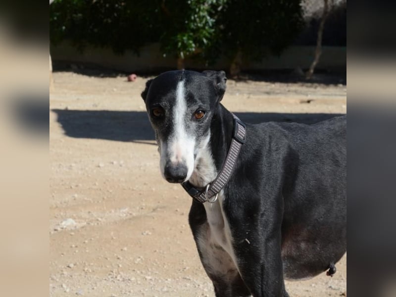 ❤️CATALEYA❤️