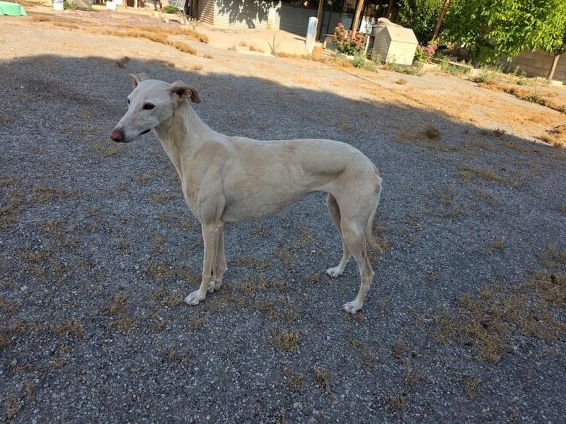 ❤️GRETA (Galgomädchen) sucht immer noch ihr neues Zuhause❤️