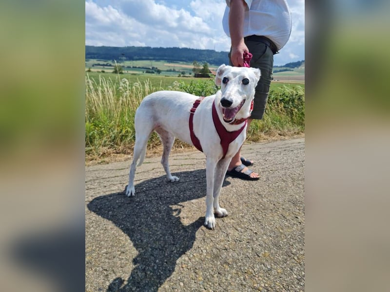 ❤️Sonya❤️    ❗NOTFALL❗  Bereits auf Pflegestelle in Deutschland