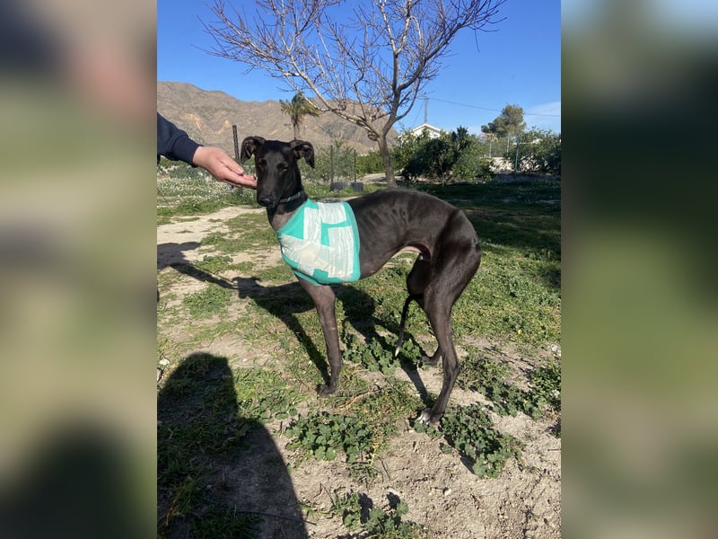 ❤️ ISLERO ❤️