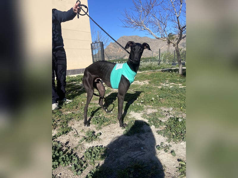 ❤️ ISLERO ❤️