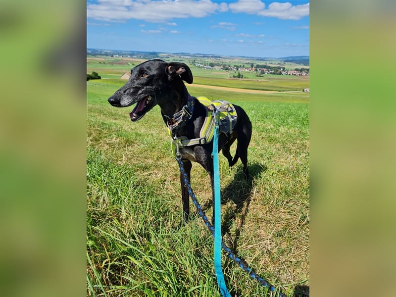 ❤️GRETEL❤️ Bereits auf Pflegestelle in Deutschland