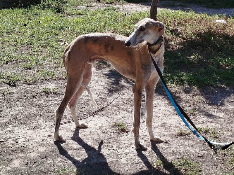 ❤️ FARAON ❤️ Bereits auf Pflegestelle in Deutschland