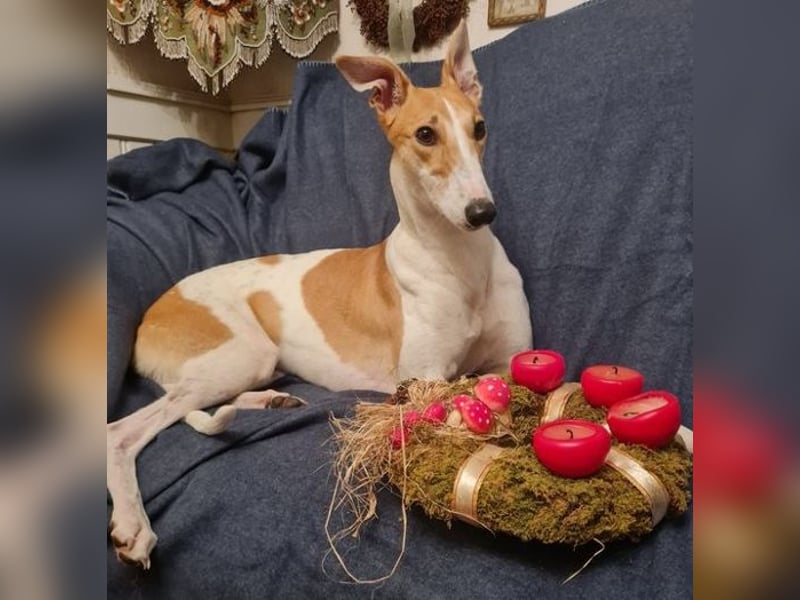 ❤️PAOLA❤️ Auf Pflegestelle in Deutschland