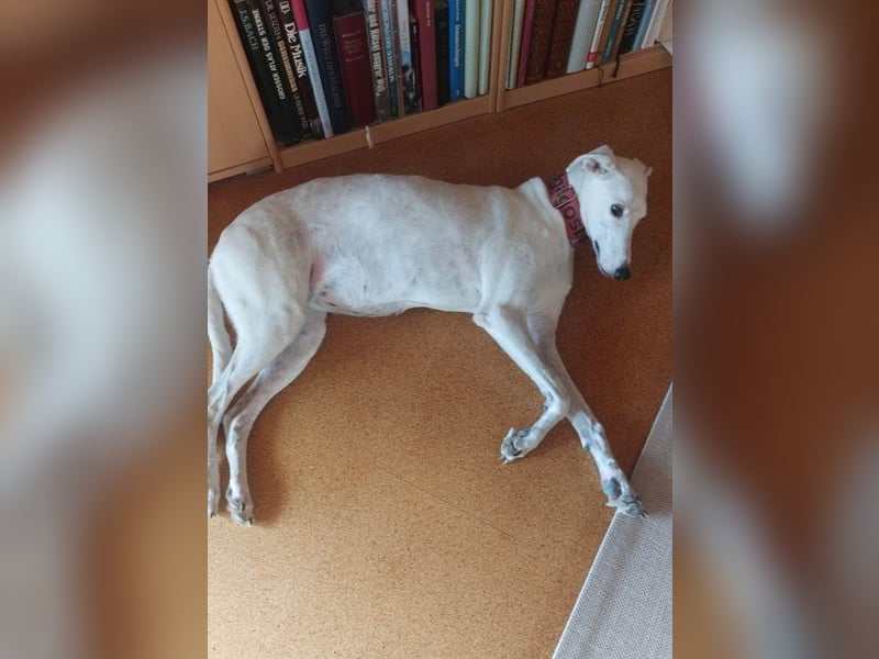❤️Sonya❤️    ❗NOTFALL❗  Bereits auf Pflegestelle in Deutschland
