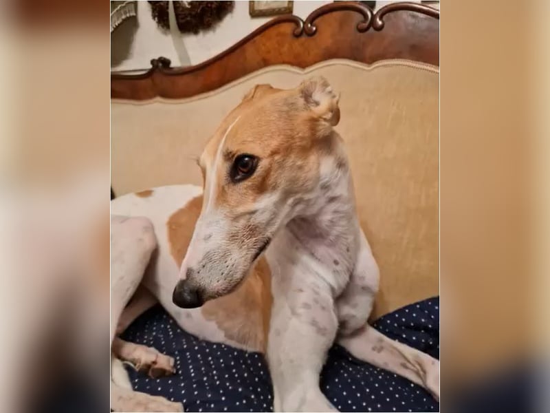 ❤️PAOLA❤️ Auf Pflegestelle in Deutschland