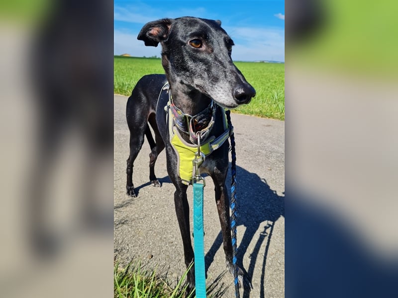 ❤️GRETEL❤️ Bereits auf Pflegestelle in Deutschland