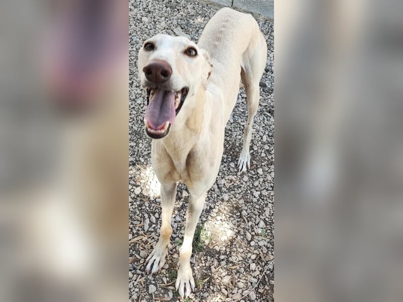 ❤️GRETA (Galgomädchen) sucht immer noch ihr neues Zuhause❤️