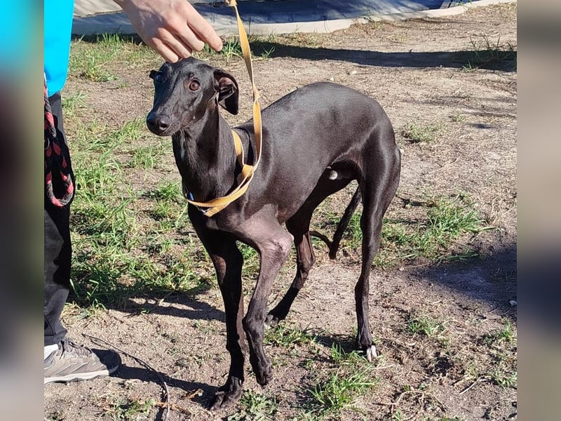 ❤️ ISERLO ❤️