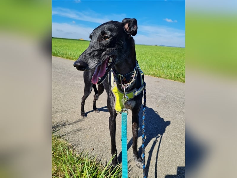 ❤️GRETEL❤️ Bereits auf Pflegestelle in Deutschland