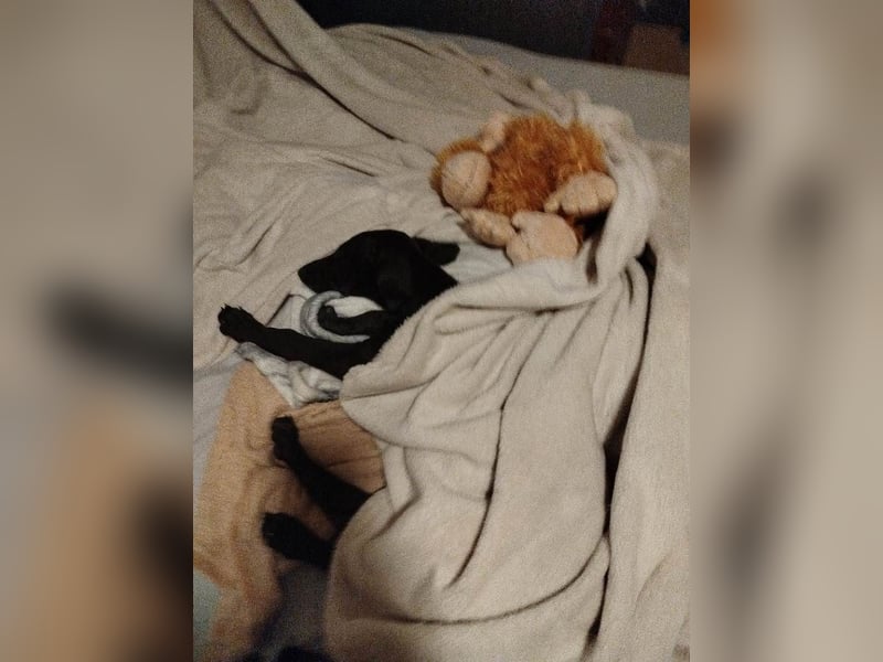 ❤️ BLACKY ❤️   ❗NOTFELLCHEN❗