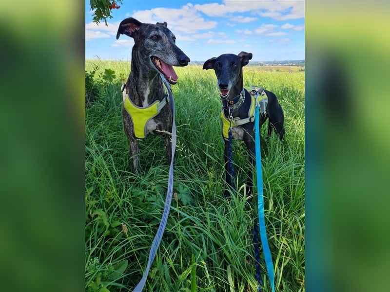 ❤️GRETEL❤️ Bereits auf Pflegestelle in Deutschland