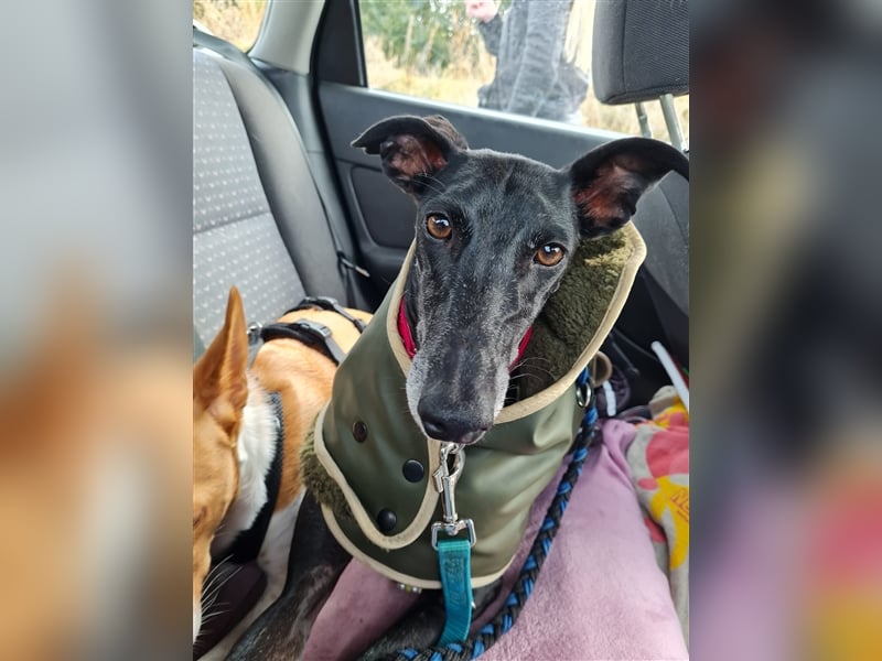 ❤️GRETEL❤️ Bereits auf Pflegestelle in Deutschland