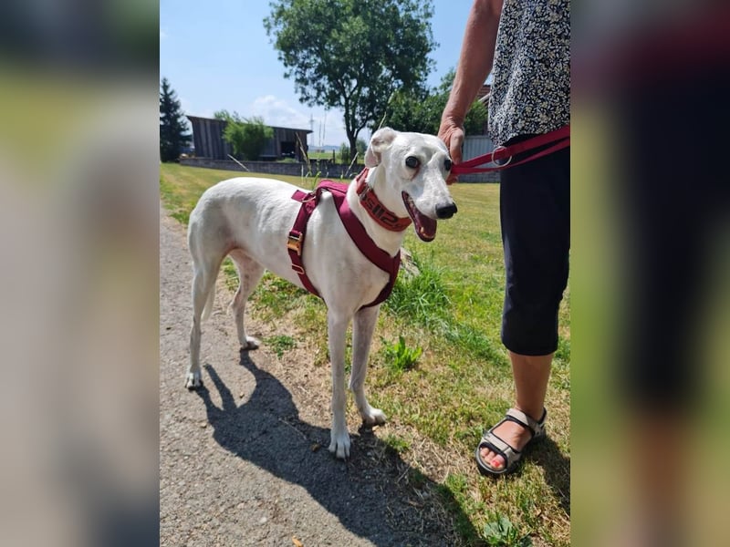 ❤️Sonya❤️    ❗NOTFALL❗  Bereits auf Pflegestelle in Deutschland