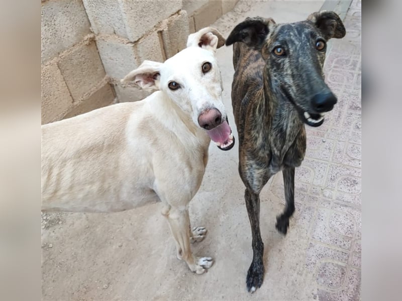 ❤️GRETA (Galgomädchen) sucht immer noch ihr neues Zuhause❤️