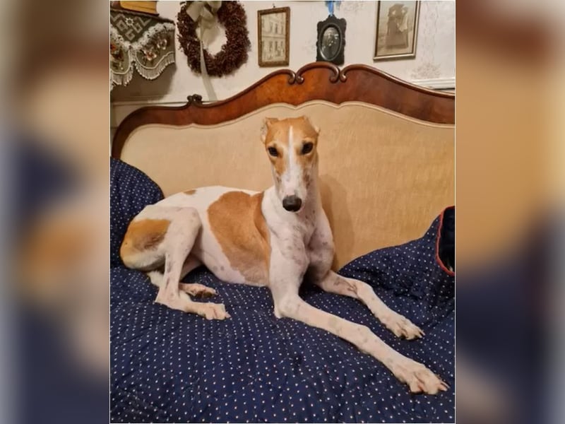 ❤️PAOLA❤️ Auf Pflegestelle in Deutschland