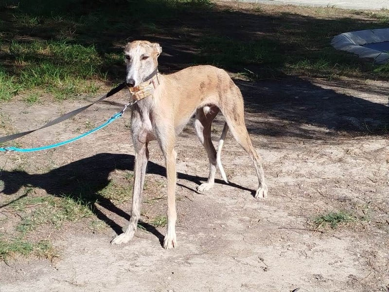 ❤️ FARAON ❤️ Bereits auf Pflegestelle in Deutschland