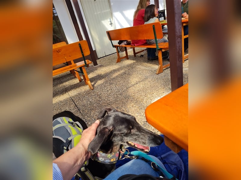 ❤️GRETEL❤️ Bereits auf Pflegestelle in Deutschland