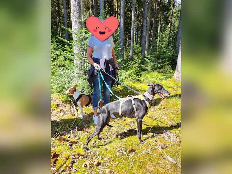 ❤️GRETEL❤️ Bereits auf Pflegestelle in Deutschland