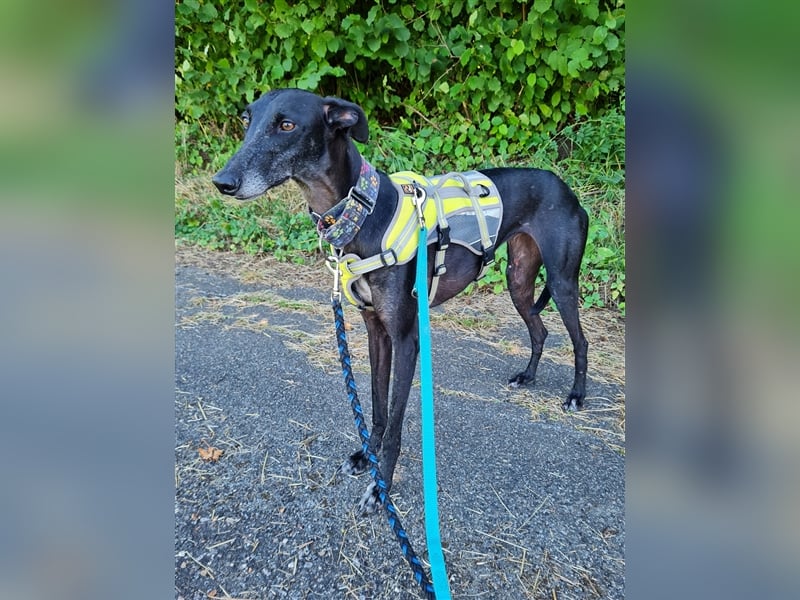 ❤️GRETEL❤️ Bereits auf Pflegestelle in Deutschland