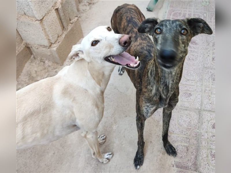 ❤️GRETA (Galgomädchen) sucht immer noch ihr neues Zuhause❤️