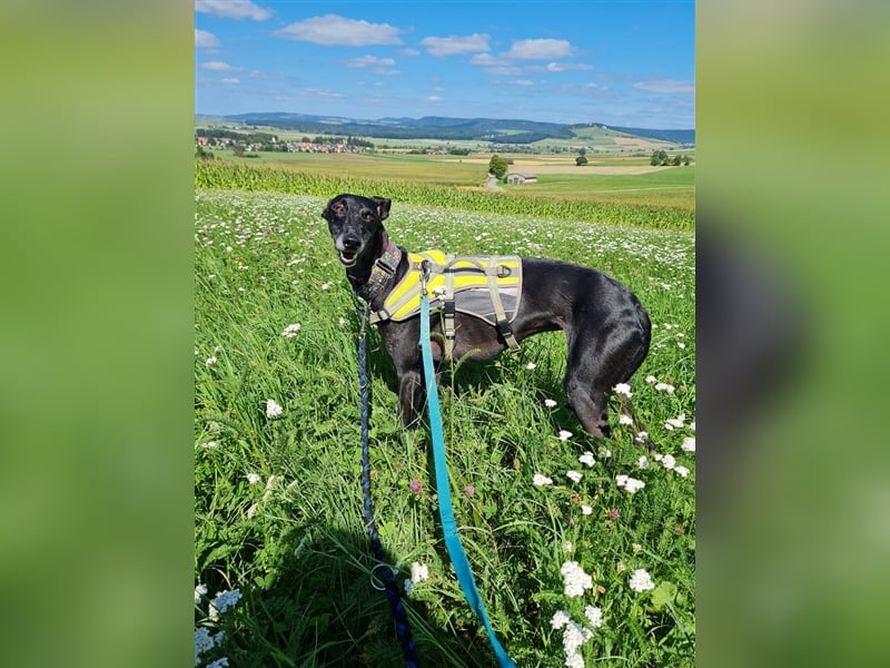 ❤️GRETEL❤️ Bereits auf Pflegestelle in Deutschland